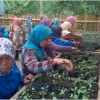 Kebun Bibit Desa milik Kelompk Wanita Tani